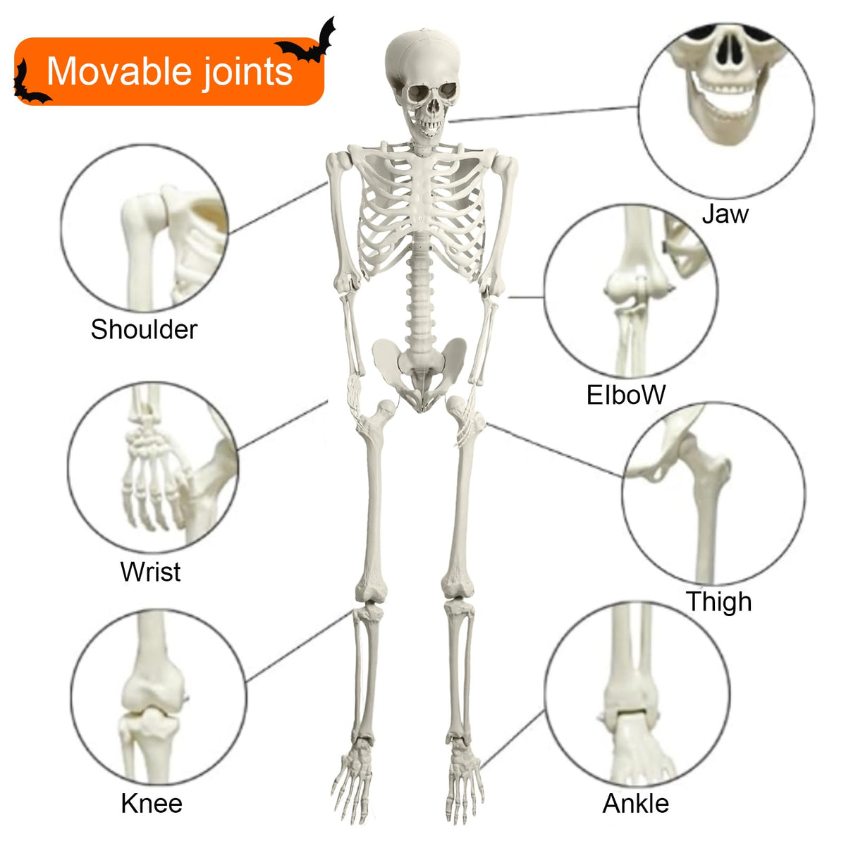 5.4ft Poseable Skeleton T81834