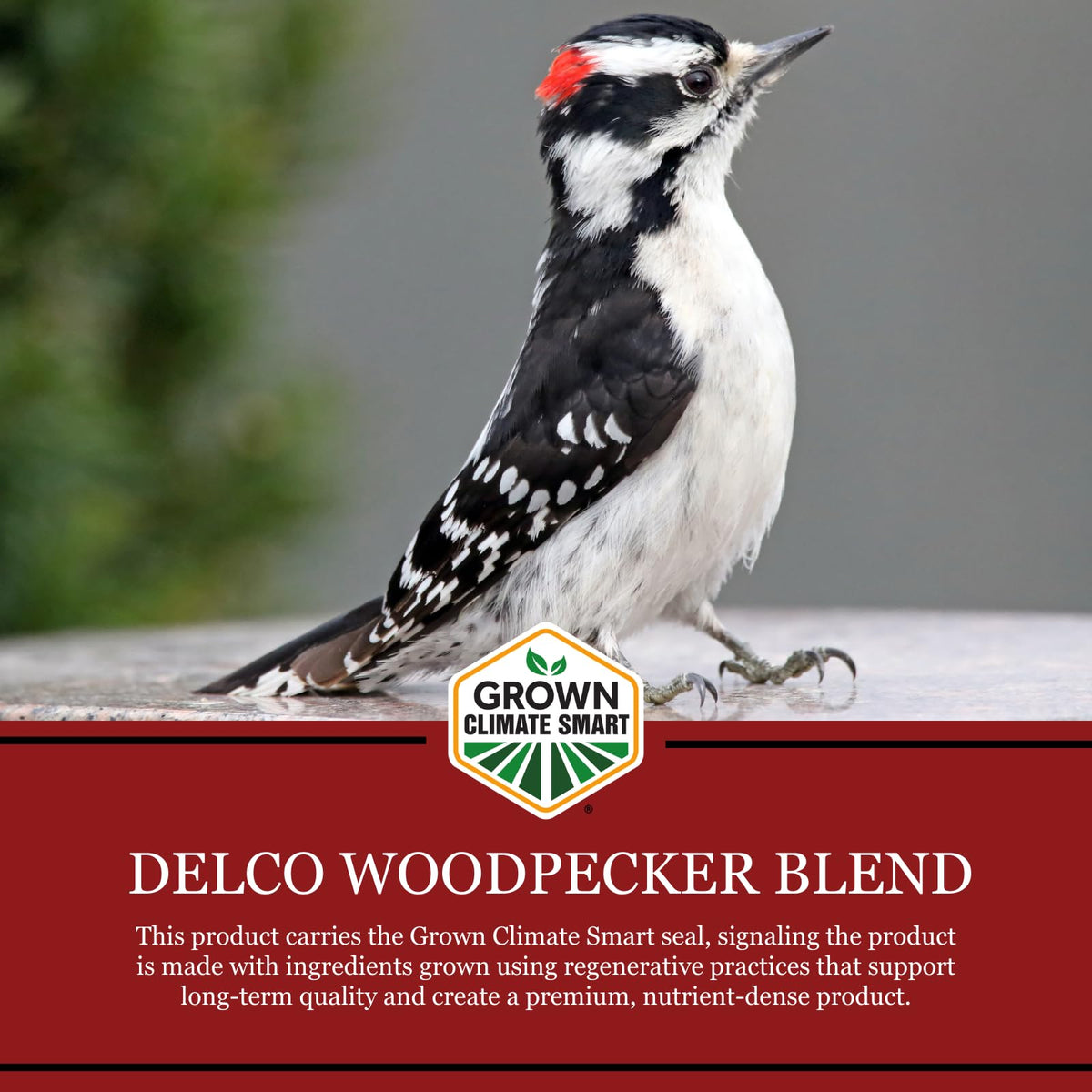Wild Bird Seed 20 lb Bag Fruit & Nut with Sunflowers C3861