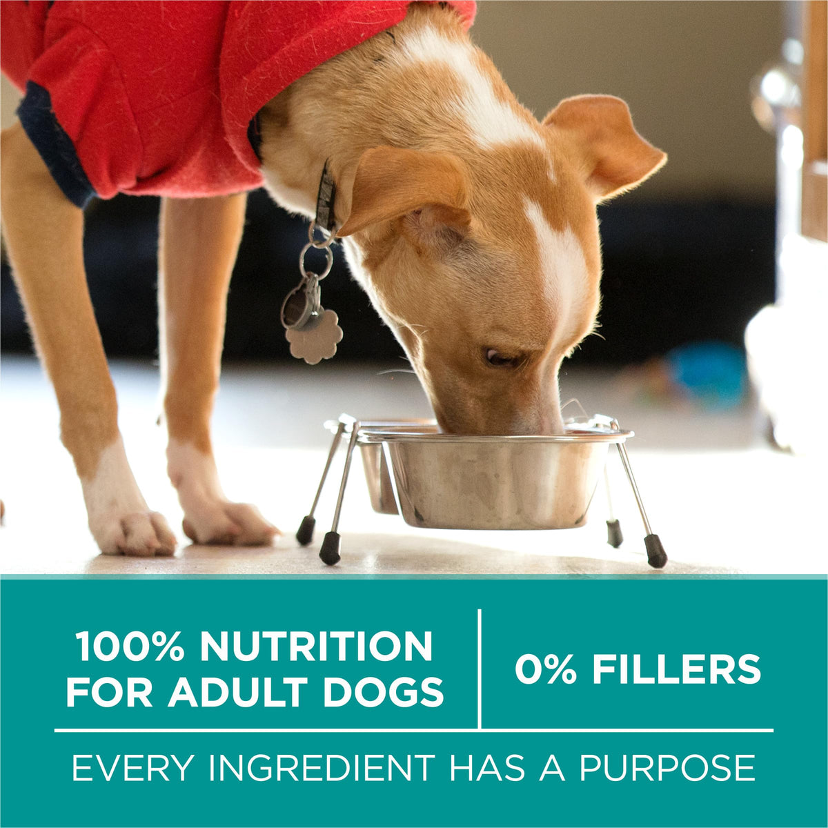 Chicken Dry Dog Food 31.1 lb Bag Q446369